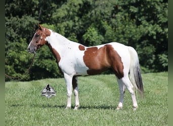 Caballo de silla manchada, Caballo castrado, 6 años, 155 cm, Tobiano-todas las-capas