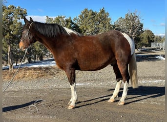 Caballo de silla manchada, Caballo castrado, 6 años, 163 cm, Castaño rojizo