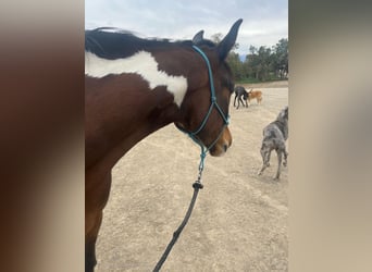 Caballo de silla manchada, Caballo castrado, 6 años, 163 cm, Castaño rojizo