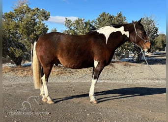 Caballo de silla manchada, Caballo castrado, 6 años, 163 cm, Castaño rojizo