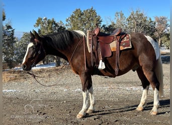 Caballo de silla manchada, Caballo castrado, 6 años, 163 cm, Castaño rojizo