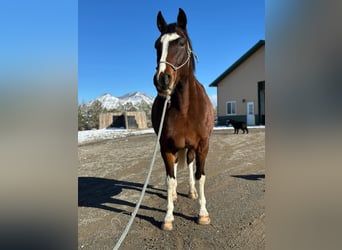 Caballo de silla manchada, Caballo castrado, 6 años, 163 cm, Castaño rojizo