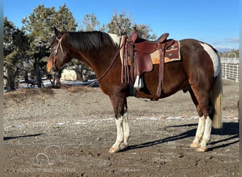 Caballo de silla manchada, Caballo castrado, 6 años, 163 cm, Castaño rojizo