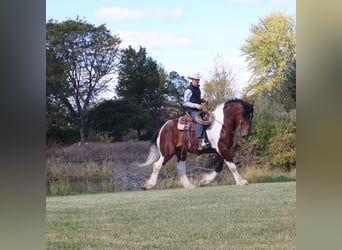 Caballo de silla manchada, Caballo castrado, 6 años, 173 cm, Tobiano-todas las-capas