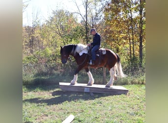 Caballo de silla manchada, Caballo castrado, 6 años, 173 cm, Tobiano-todas las-capas
