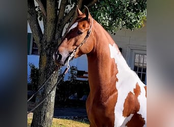 Caballo de silla manchada, Caballo castrado, 6 años, Tobiano-todas las-capas