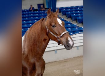 Caballo de silla manchada, Caballo castrado, 6 años, Tobiano-todas las-capas