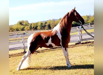 Caballo de silla manchada, Caballo castrado, 6 años, Tobiano-todas las-capas