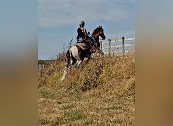 Caballo de silla manchada, Caballo castrado, 6 años, Tobiano-todas las-capas