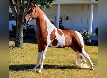 Caballo de silla manchada, Caballo castrado, 6 años, Tobiano-todas las-capas