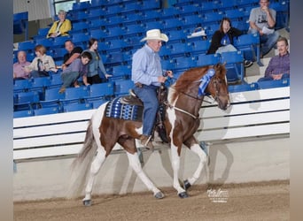 Caballo de silla manchada, Caballo castrado, 6 años, Tobiano-todas las-capas