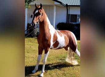 Caballo de silla manchada, Caballo castrado, 6 años, Tobiano-todas las-capas