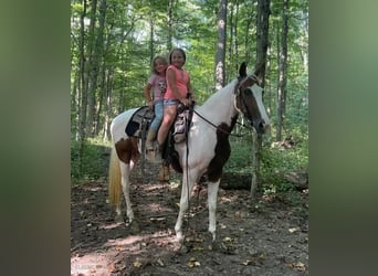 Caballo de silla manchada, Caballo castrado, 7 años, 142 cm, Tobiano-todas las-capas