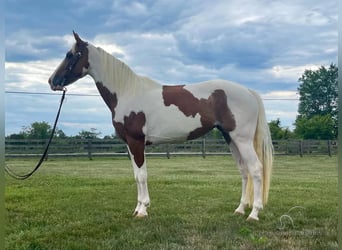 Caballo de silla manchada, Caballo castrado, 7 años, 142 cm, Tobiano-todas las-capas