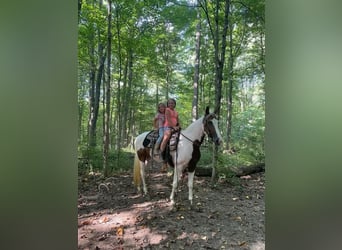 Caballo de silla manchada, Caballo castrado, 7 años, 142 cm, Tobiano-todas las-capas