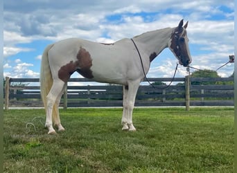 Caballo de silla manchada, Caballo castrado, 7 años, 142 cm, Tobiano-todas las-capas