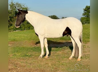 Caballo de silla manchada, Caballo castrado, 7 años, 152 cm, Tobiano-todas las-capas