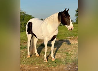 Caballo de silla manchada, Caballo castrado, 7 años, 152 cm, Tobiano-todas las-capas