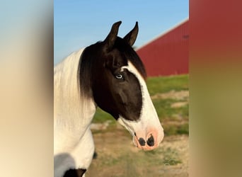 Caballo de silla manchada, Caballo castrado, 7 años, 152 cm, Tobiano-todas las-capas