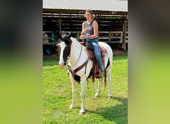 Caballo de silla manchada, Caballo castrado, 7 años, 152 cm, Tobiano-todas las-capas