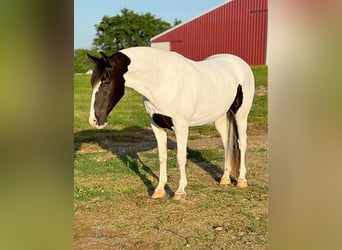 Caballo de silla manchada, Caballo castrado, 7 años, 152 cm, Tobiano-todas las-capas