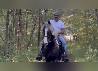 Caballo de silla manchada, Caballo castrado, 7 años, 152 cm, Tobiano-todas las-capas