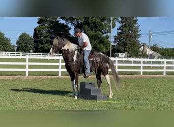 Caballo de silla manchada, Caballo castrado, 7 años, 152 cm, Tobiano-todas las-capas