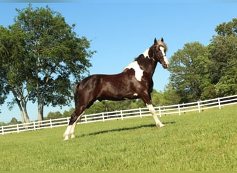 Caballo de silla manchada, Caballo castrado, 7 años, 152 cm, Tobiano-todas las-capas
