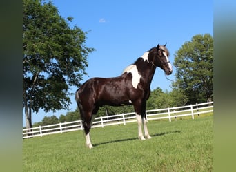 Caballo de silla manchada, Caballo castrado, 7 años, 152 cm, Tobiano-todas las-capas