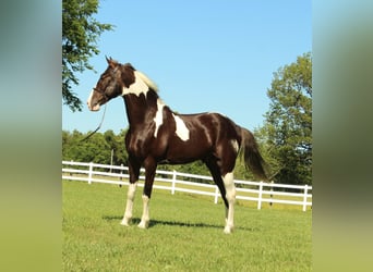 Caballo de silla manchada, Caballo castrado, 7 años, 152 cm, Tobiano-todas las-capas