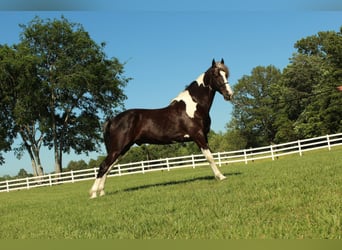 Caballo de silla manchada, Caballo castrado, 7 años, 152 cm, Tobiano-todas las-capas