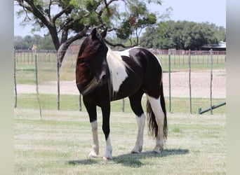 Caballo de silla manchada, Caballo castrado, 7 años, 152 cm, Tobiano-todas las-capas