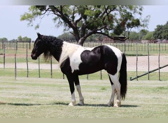 Caballo de silla manchada, Caballo castrado, 7 años, 152 cm, Tobiano-todas las-capas