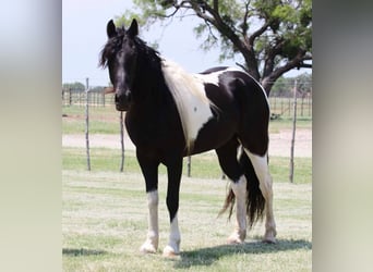 Caballo de silla manchada, Caballo castrado, 7 años, 152 cm, Tobiano-todas las-capas