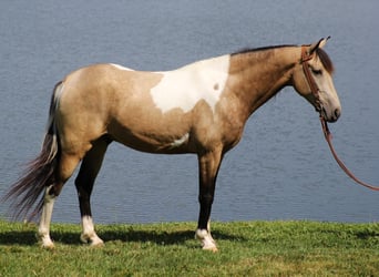 Caballo de silla manchada, Caballo castrado, 7 años, 155 cm, Tobiano-todas las-capas