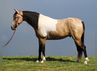 Caballo de silla manchada, Caballo castrado, 7 años, 155 cm, Tobiano-todas las-capas