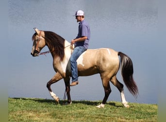 Caballo de silla manchada, Caballo castrado, 7 años, 155 cm, Tobiano-todas las-capas