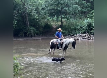 Caballo de silla manchada, Caballo castrado, 7 años, 163 cm, Tobiano-todas las-capas