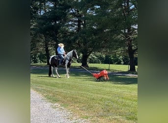 Caballo de silla manchada, Caballo castrado, 7 años, 163 cm, Tobiano-todas las-capas