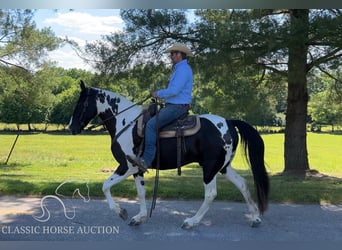 Caballo de silla manchada, Caballo castrado, 7 años, 163 cm, Tobiano-todas las-capas