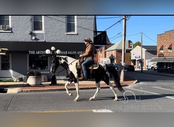 Caballo de silla manchada, Caballo castrado, 7 años, 163 cm, Tobiano-todas las-capas