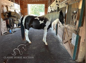 Caballo de silla manchada, Caballo castrado, 7 años, 163 cm, Tobiano-todas las-capas