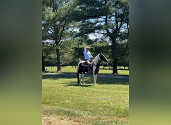 Caballo de silla manchada, Caballo castrado, 7 años, 163 cm, Tobiano-todas las-capas