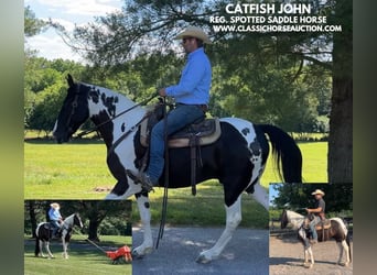 Caballo de silla manchada, Caballo castrado, 7 años, 163 cm, Tobiano-todas las-capas