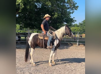 Caballo de silla manchada, Caballo castrado, 7 años, 163 cm, Tobiano-todas las-capas