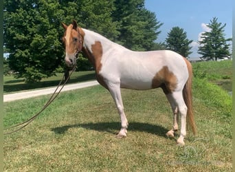 Caballo de silla manchada, Caballo castrado, 8 años, 132 cm, Alazán rojizo