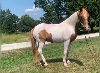 Caballo de silla manchada, Caballo castrado, 8 años, 132 cm, Alazán rojizo