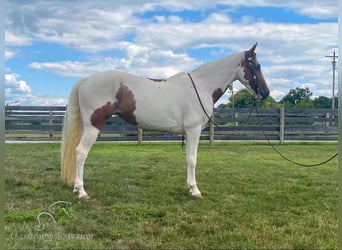 Caballo de silla manchada, Caballo castrado, 8 años, 142 cm, Tobiano-todas las-capas