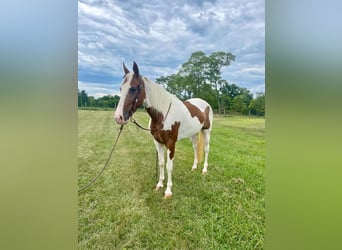 Caballo de silla manchada, Caballo castrado, 8 años, 142 cm, Tobiano-todas las-capas