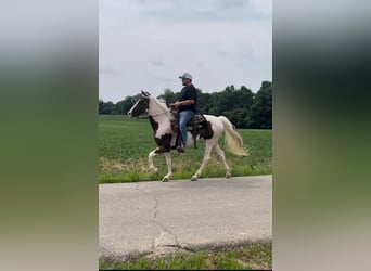 Caballo de silla manchada, Caballo castrado, 8 años, 142 cm, Tobiano-todas las-capas